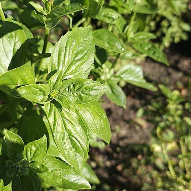 Fresh basil