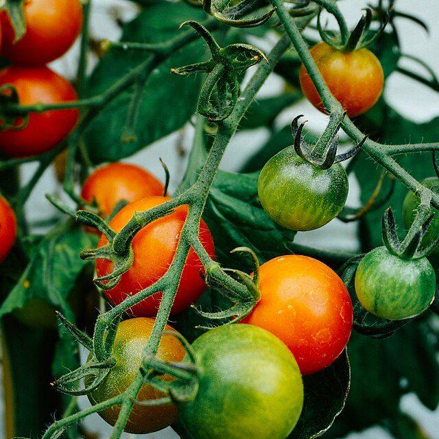 Cherry tomatoes on the vine