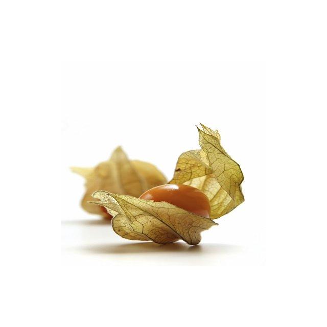 Physalis