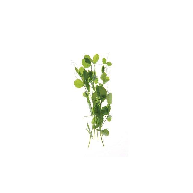 Staarvey Farm pea shoots
