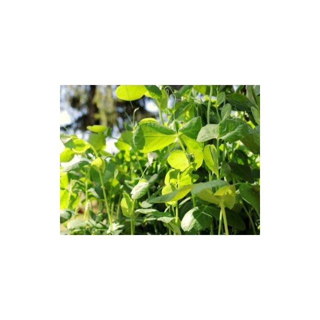 Staarvey Farm tendril pea shoots