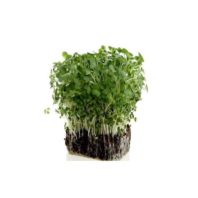Salad cress