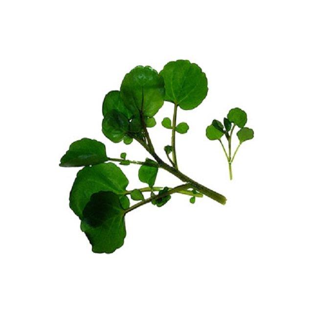 Watercress