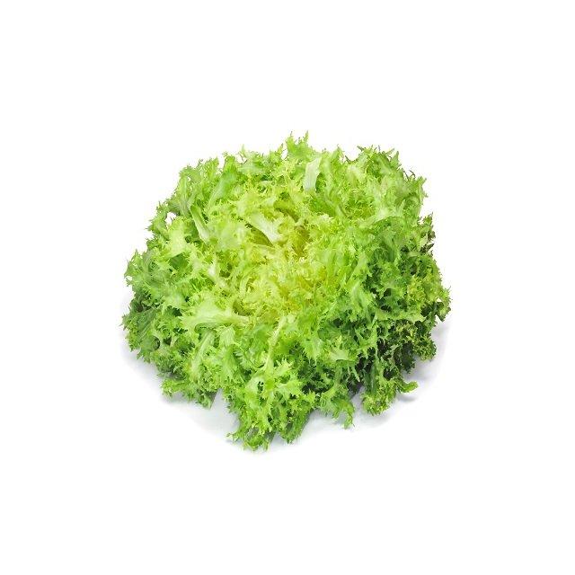 Curly endive lettuce