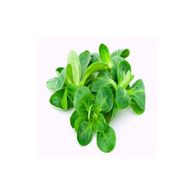 Lamb's lettuce