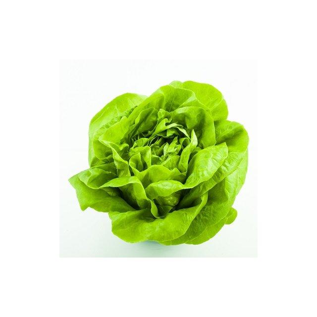 Round lettuce