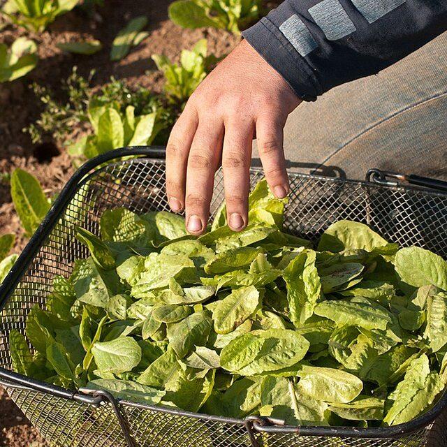 Staarvey Farm herb salad