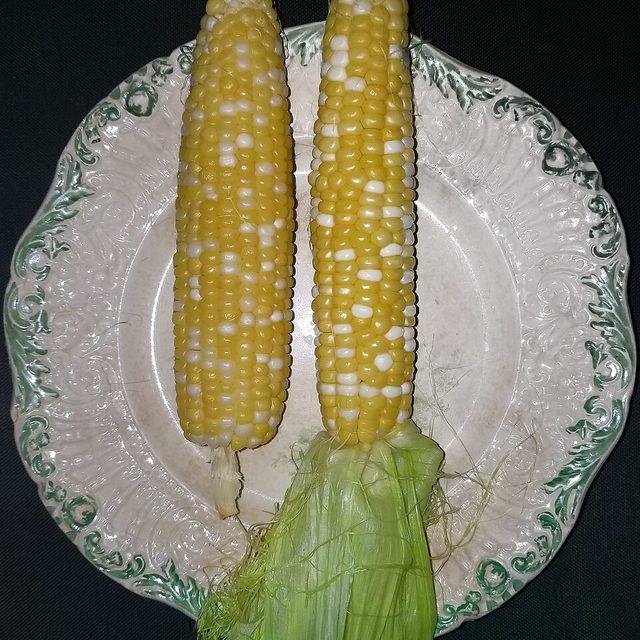 Corn on the cob