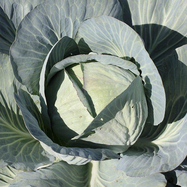 Manx white cabbage