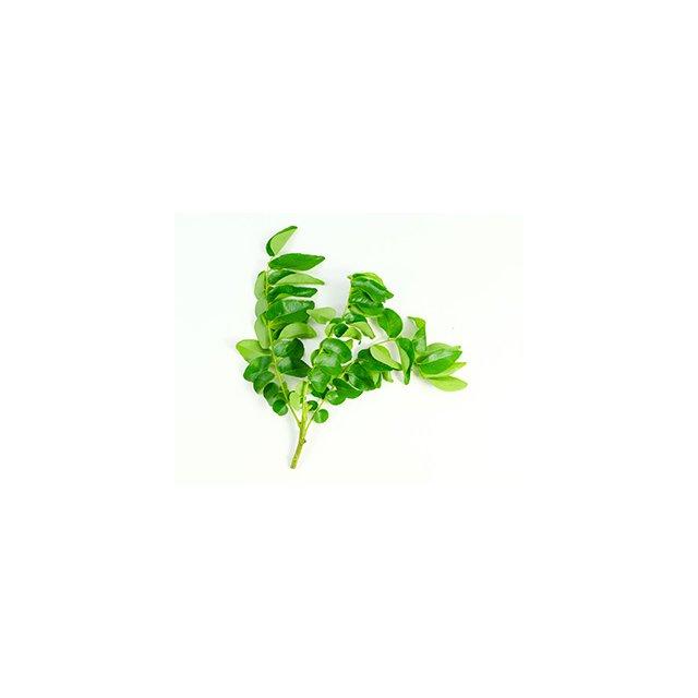 Fresh curry leaves