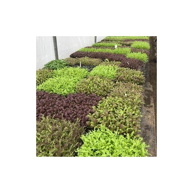 Staarvey Farm micro salad, large