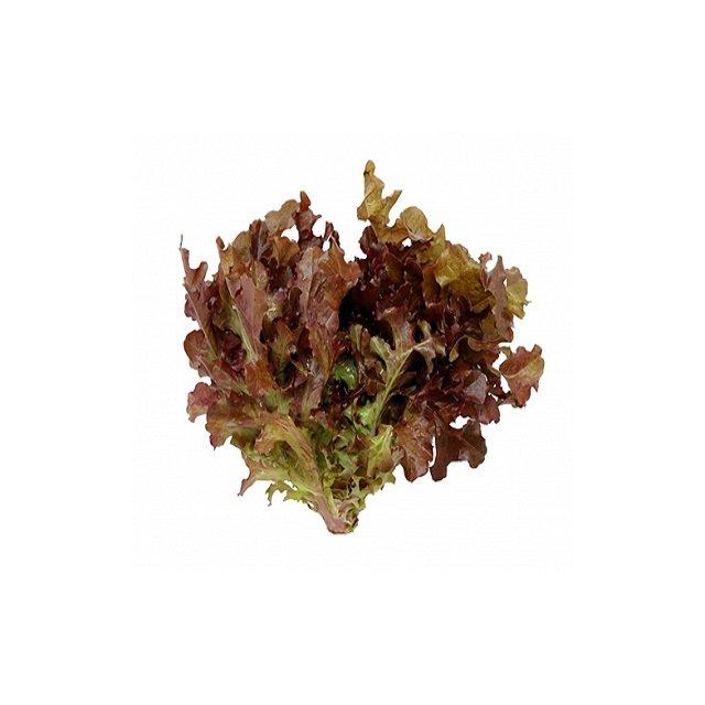Lollo rosso lettuce