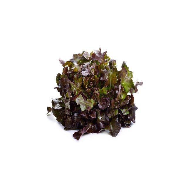 Oak leaf lettuce
