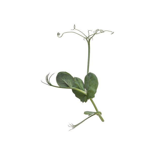 Tendril pea shoots