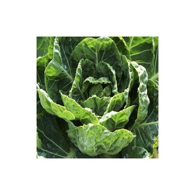 Manx Savoy cabbage