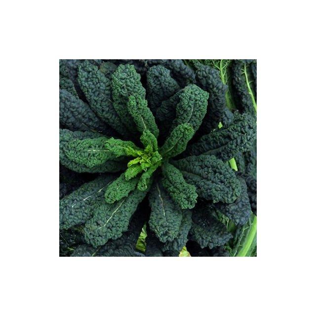 Allanson Manx cavolo nero